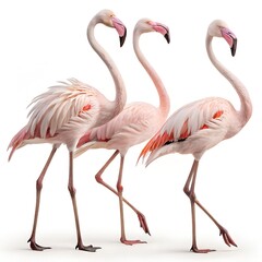 Obraz premium Set of Gracefully Standing Elegant Flamingos isolated on white background