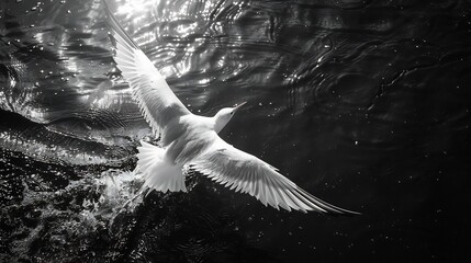 Elegant tern skimming waters surface long white and black wings stretched wide beak barely touching the gentle waves perfect sharpness