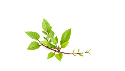 Single vibrant green plant, isolated on pure white background,  clean,  plant life