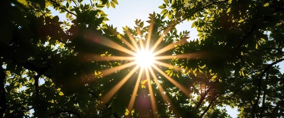 Sunburst explodes through leafy tree branches, creating dramatic light and shadow, branches, forest