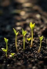 Six fragile green seedlings emerge from rich dark soil, reaching for sunlight, sunrise, background, close-up