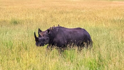 Obraz premium Black rhinoceros walking in the savannah with birds on its back