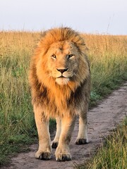 Majestic lion walking on a dirt road in the African savanna
