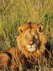 Majestic lion resting in the tall grass of the African savanna