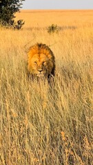 Male lion walking in tall grass in the African savanna