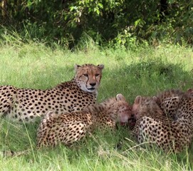 Cheetah mother guarding her cubs eating prey in the savannah