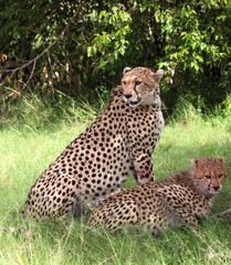 Cheetah mother and cub resting in the African savanna