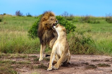 Male lion biting female lioness during mating ritual in Africa