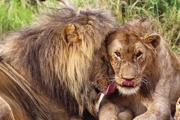 Male lion licking the mane of another male lion in Africa