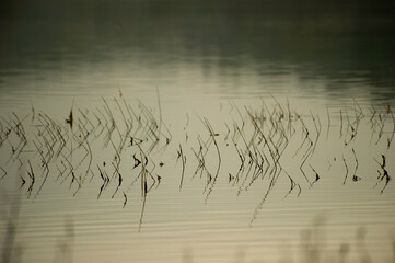 reeds in the lake at sunset, Baratz Lake, Sassari, Sardinia. Italy