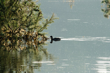 coot in the lake, (Fulica atra). Baratz Lake, Sassari, Sardinia. Italy