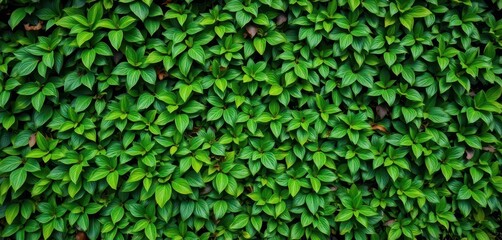Fototapeta premium Vibrant green foliage wall, lush leaves create natural textured background, green background, green wall, texture