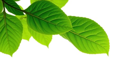 Fototapeta premium Vibrant green leaves, intricate details, isolated on pure white, leaf, white background