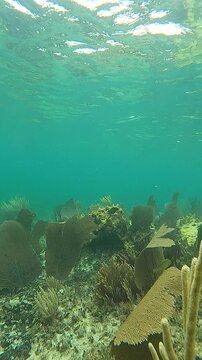 Lush Underwater Oasis: Sea Fans, Elkhorn and Pillar Coral, with Tropical Fish in Cozumel