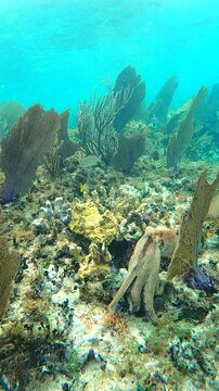 Caribbean Reef Octopus floating with Tropical Fish Among Purple Sea Fans on the Ocean Floor in Cozumel, Mexico, Caribbean Sea