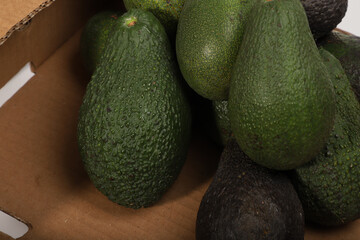 Fresh Avocados in a Box Displaying Vibrant Green and Natural Skin Texture