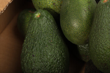 Fresh Avocados in a Box Displaying Vibrant Green and Natural Skin Texture