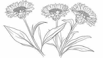 Three Calendula flowers, line drawing, white background, botanical illustration, for herbal medicine packaging