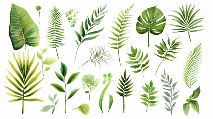 Tropical leaves collection;  isolated green foliage; design elements; white background; for decoration