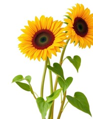 Obraz premium Three vibrant sunflowers, stems, and leaves, isolated on white, sunflower, sunny, summer