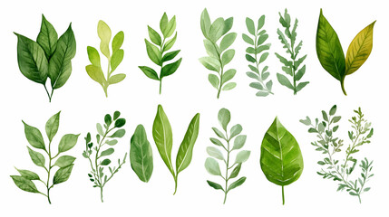 Watercolor green leaves collection, various shapes and textures, isolated on white background, perfect for design projects