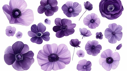 Purple anemone flowers collection; isolated on white; floral design; perfect for spring cards
