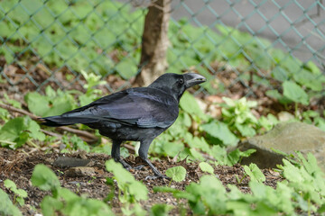 Close-up of a Japanese Jungle Crow Standing on the Ground, a Black Crow in Japan