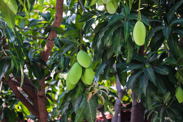 Cluster of Green Mangoes Hanging from a Tree