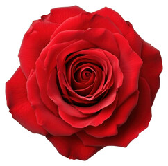 PNG Red rose photography flower romantic.