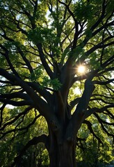 Obraz premium Ancient banyan tree's sprawling canopy, sunlight dappling leaves, leaves, old