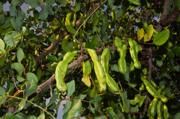 Ceratonia siliqua CAROB TREE CAROB tree fruit Sardinia, Italy