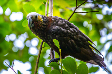 cute native parrot - Nestor kaka (Kākā, Nestor meridionalis) feeding on the tree in Abel Tasman National Park near Marahau, unique wildlife of New Zealand South Island