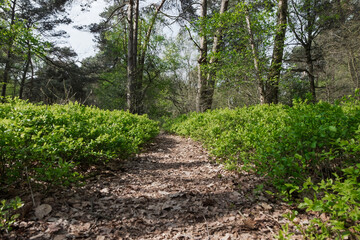 Schmaler Weg zwischen wilden Heidelbeerbüschen