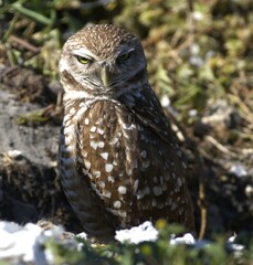 the owl in the grass