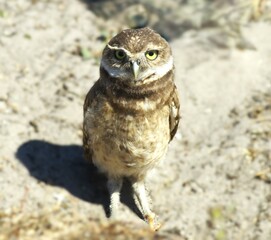 the owl in the grass
