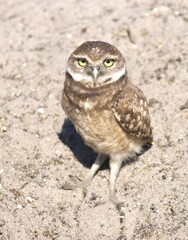 the owl in the grass