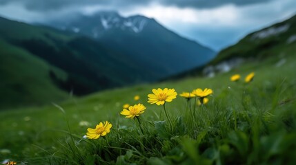 Obraz premium Yellow wildflowers in a grassy mountain meadow
