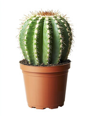 green cactus plant in brown pot isolated on white