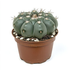 Lophophora cactus in brown pot isolated on white background