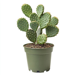 Fototapeta premium Opuntia cactus in green pot isolated on white background