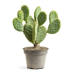 Fototapeta premium Opuntia cactus in pot on white background