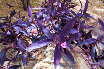 Purple Queen or Tradescantia Pallida with tiny pink flowers over its dark colored leaves spotted by dried rain water sediments in xeriscaped garden, Phoenix, A