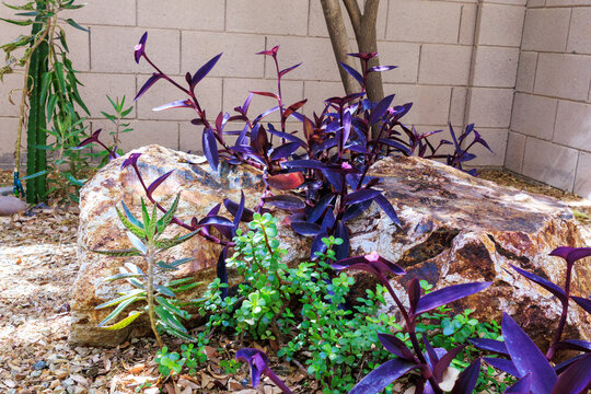 Blooming Purple Queen or Tradescantia Pallida, green succulents of Elephant Bush or Portulacaria Afra and Alegator plant or Kalanhoe in decorative xeriscaped garden, Phoenix, AZ