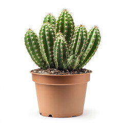 Green Parodia cactus in brown pot on white background