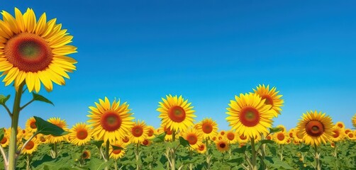Obraz premium Vibrant yellow sunflowers in a vast field under a clear blue sky, beauty, color, vibrant