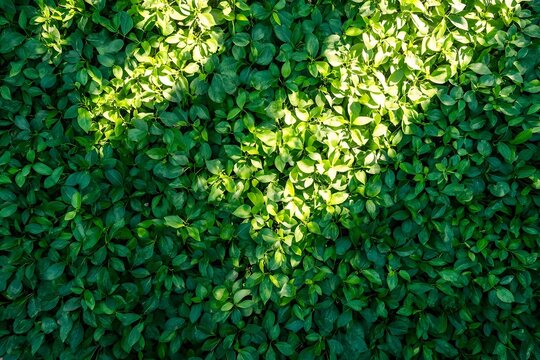 Vibrant Green Leaf Texture Background Lush Foliage