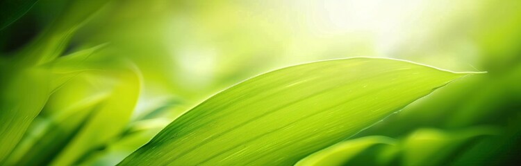 Obraz premium Nature of green leaf in garden at summer. Natural green leaves plants using as spring background cover page greenery environment ecology wallpaper