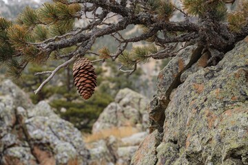 A solitary brown pine cone hangs from the branches of the tree above.