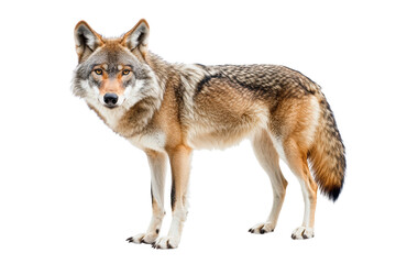Obraz premium Wolf isolated on transparent or white background, png