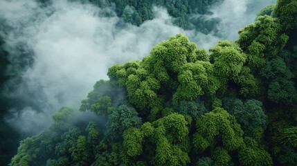 Aerial view of lush green forest shrouded in mist